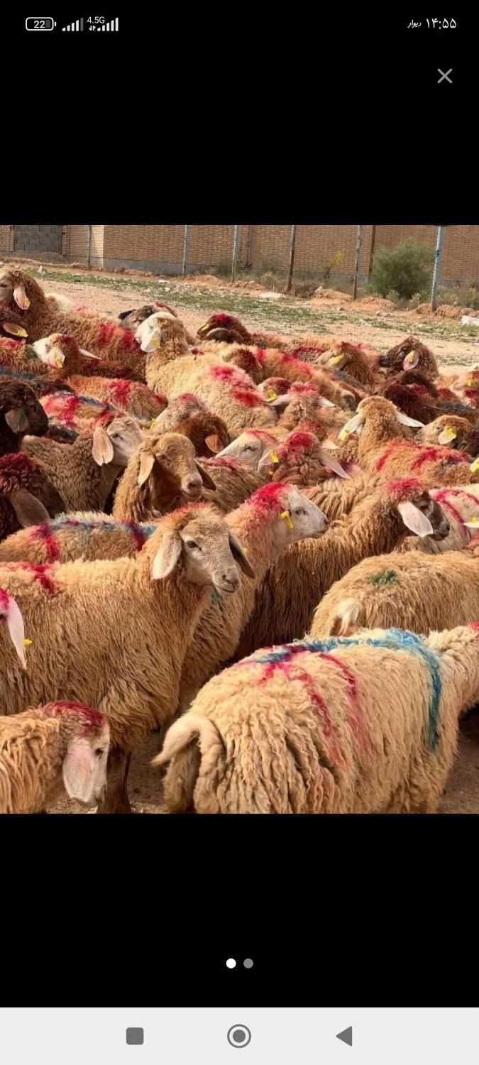 گوسفند نر و ماده برای قربانی|حیوانات مزرعه|قزوین, |دیوار