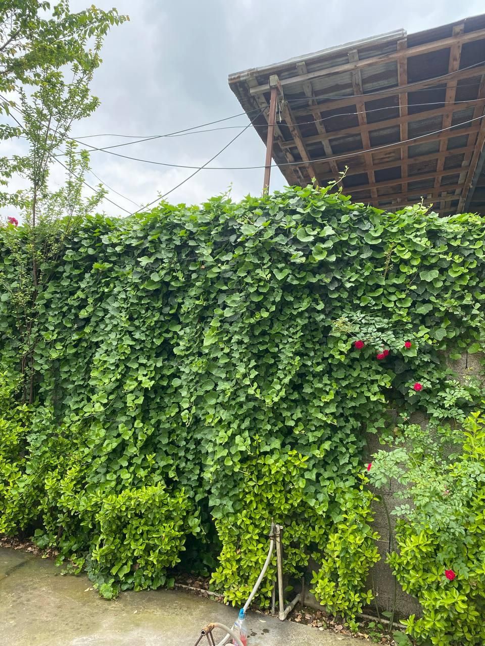 ویلادربست باتراس وحیاط زیبا،ویک سوییت ۵۰ متری|اجارهٔ کوتاه‌مدت ویلا و باغ|شفت, |دیوار