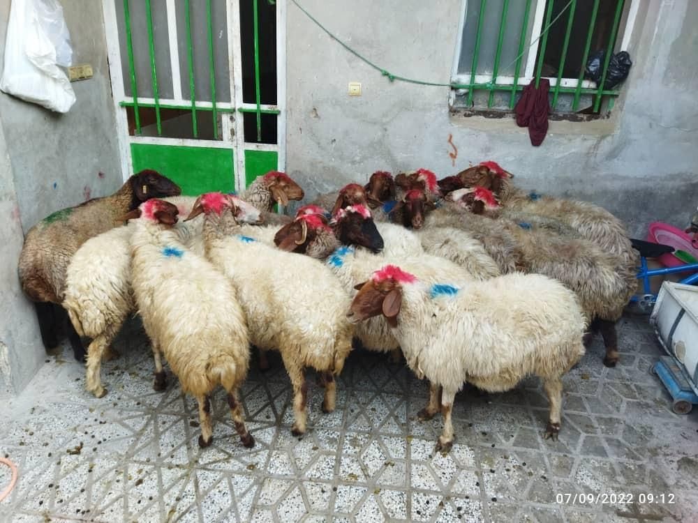 میش و شیشک چاق چاقبرایمصرفخانه|حیوانات مزرعه|بروجرد, |دیوار