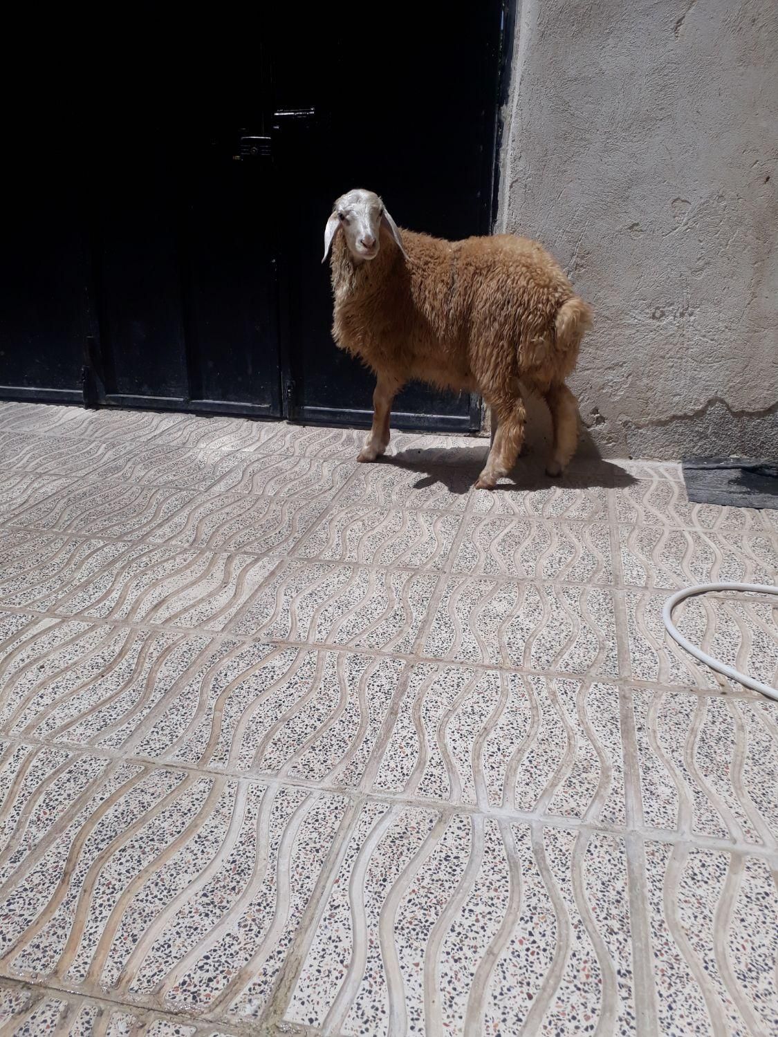 گوسفند زنده با کیفیت فوقالعاده|حیوانات مزرعه|کرمانشاه, |دیوار