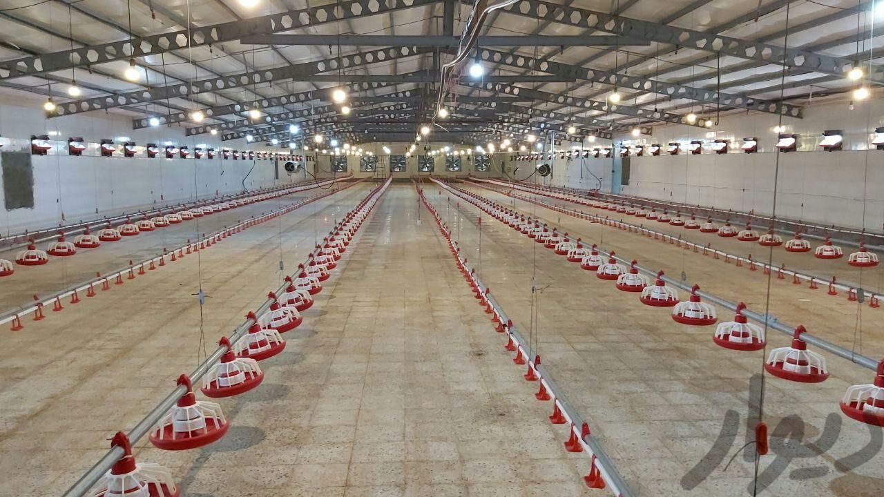 تجهیزات مرغداری در استان اردبیل