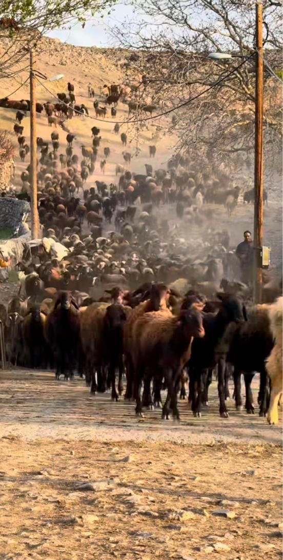 کف  قیمت  این ماه مبارک تا اخر ماه به قیمت خرید|حیوانات مزرعه|تهران, جنت‌آباد مرکزی|دیوار