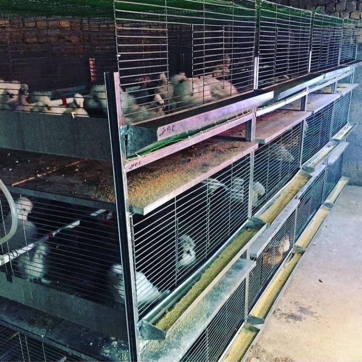 قفس مرغ / قفس بلدرچین / قفس جوجه *صادراتی*|لوازم جانبی حیوانات|خورموج, |دیوار