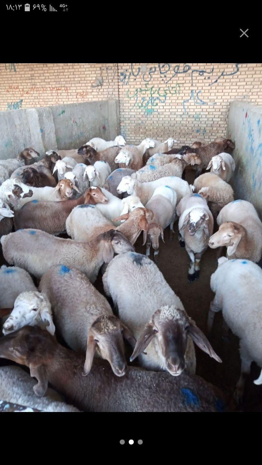 گوسفند مغان بیجار بجنورد افشار کردستان زنده باقصاب|حیوانات مزرعه|کرج, کیانمهر|دیوار