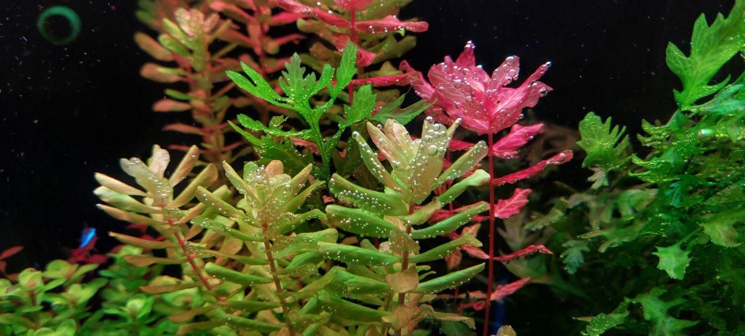 گیاه روتالا تولونادنسیس Rotala Tulunadensis|ماهی|تهران, یوسف‌آباد|دیوار