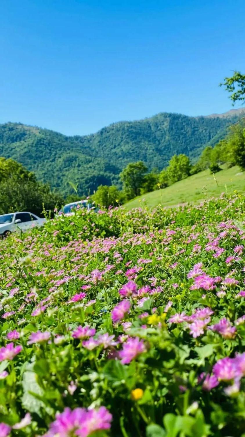 ویلای چهارخوابه جنگلی|اجارهٔ کوتاه‌مدت ویلا و باغ|تالش, هشتپر|دیوار
