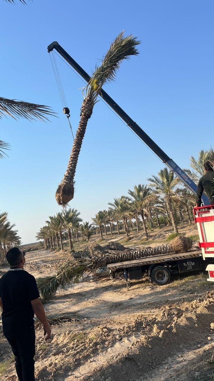 اگرمیخواهید نخلستان زیبا داشته باشیدبا ما|خدمات باغبانی و درختکاری|رامهرمز, |دیوار