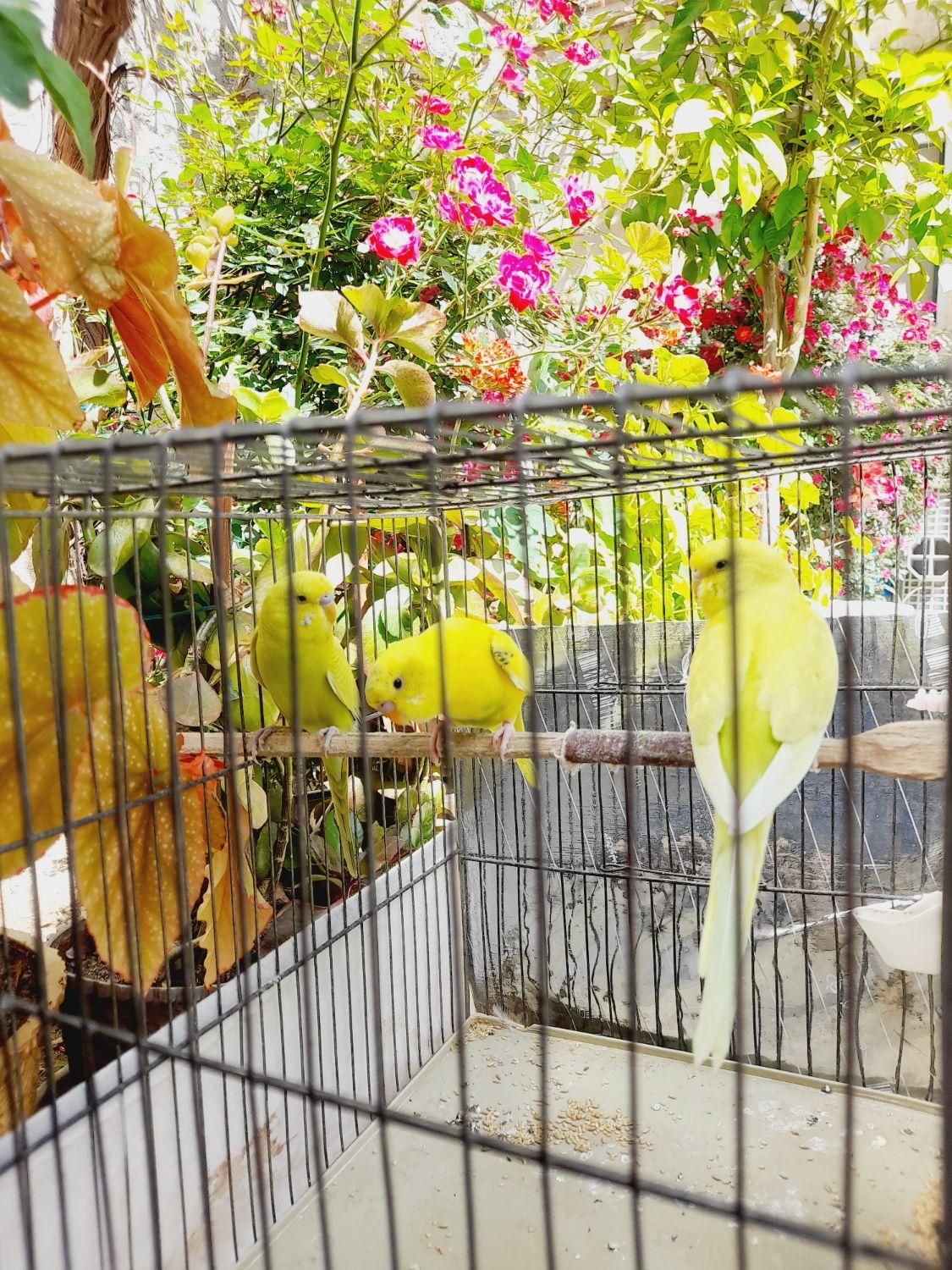 طوطی.مرغ عشق|پرنده|بروجرد, |دیوار