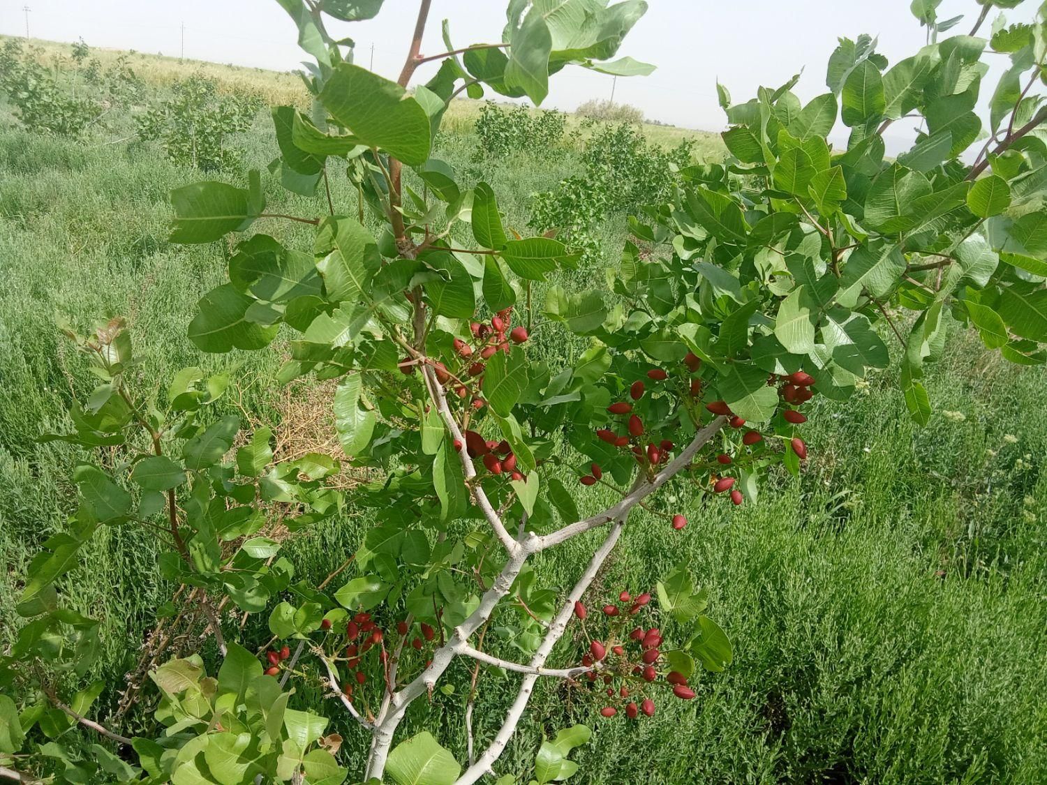 باغ پسته بازده 9ساله با استخر پرورش ماهی|فروش دفتر صنعتی، کشاورزی، تجاری|قم, امامزاده ابراهیم|دیوار