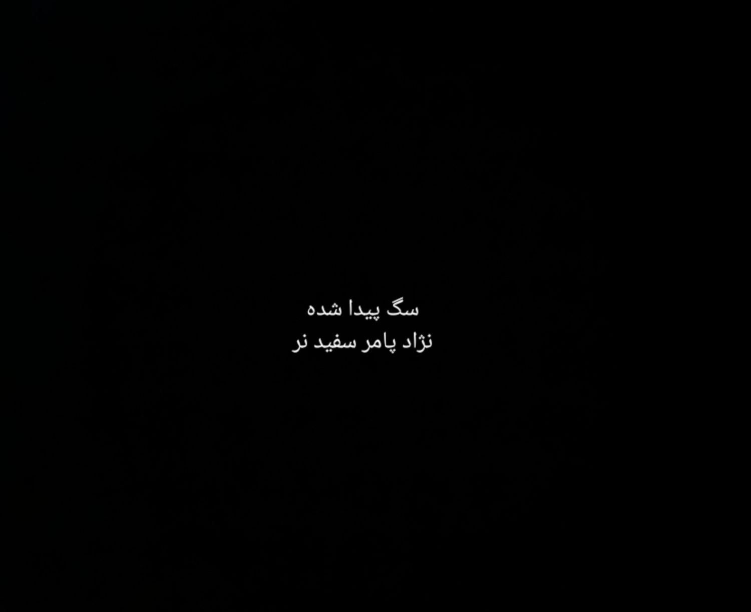 سگ پامرانین روباهی نر سفید پیدا شده|حیوانات|آستارا, |دیوار