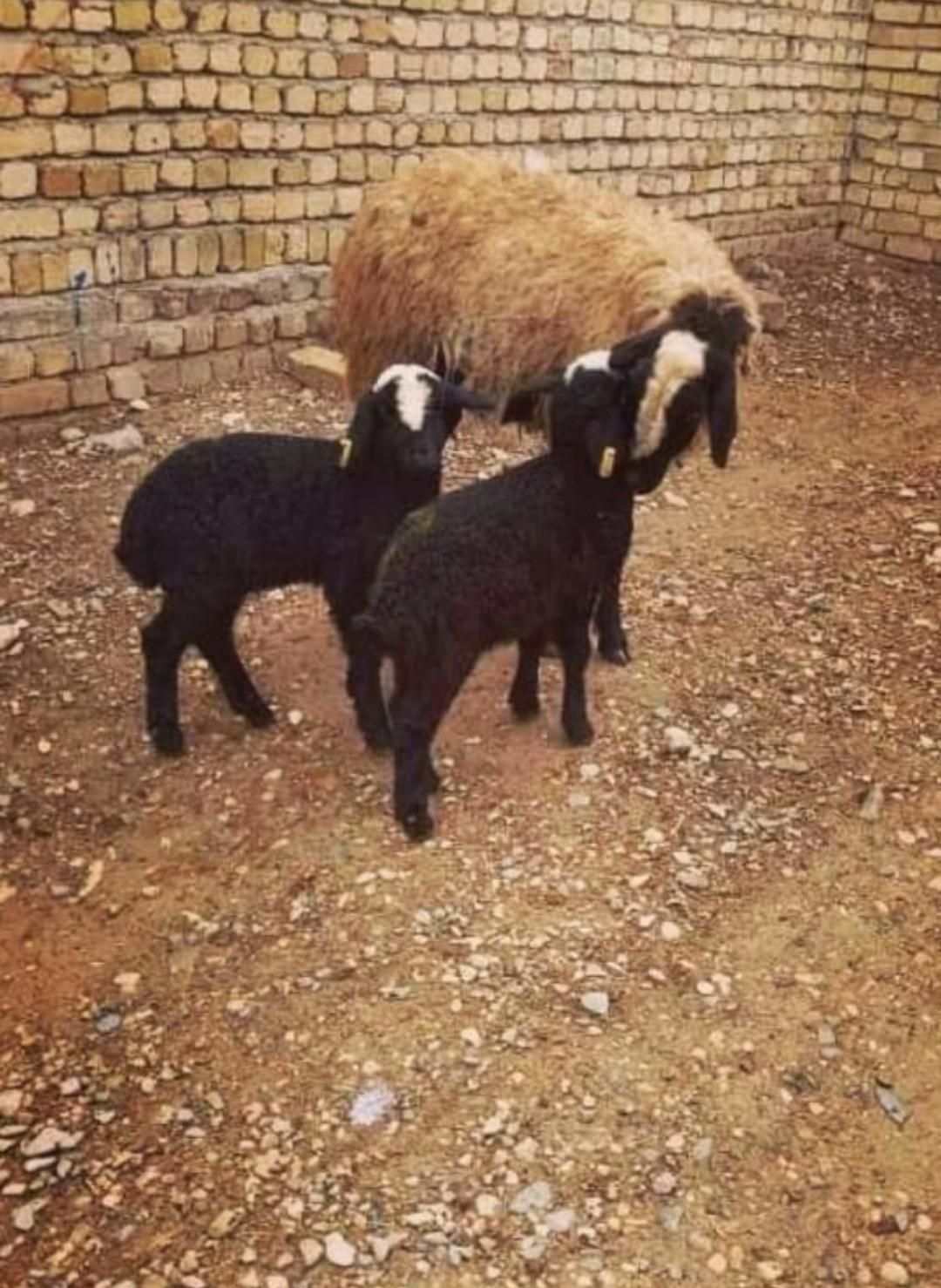 میش ابستن گوسفند دوقلو deroee بره نر ماده ژن قوچ|حیوانات مزرعه|اردکان, |دیوار