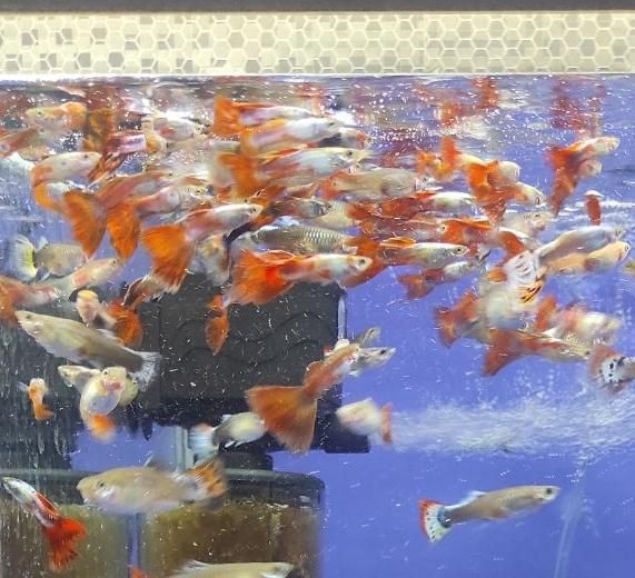 ماهی گوپی سنگاپوری|ماهی|هشتگرد, |دیوار