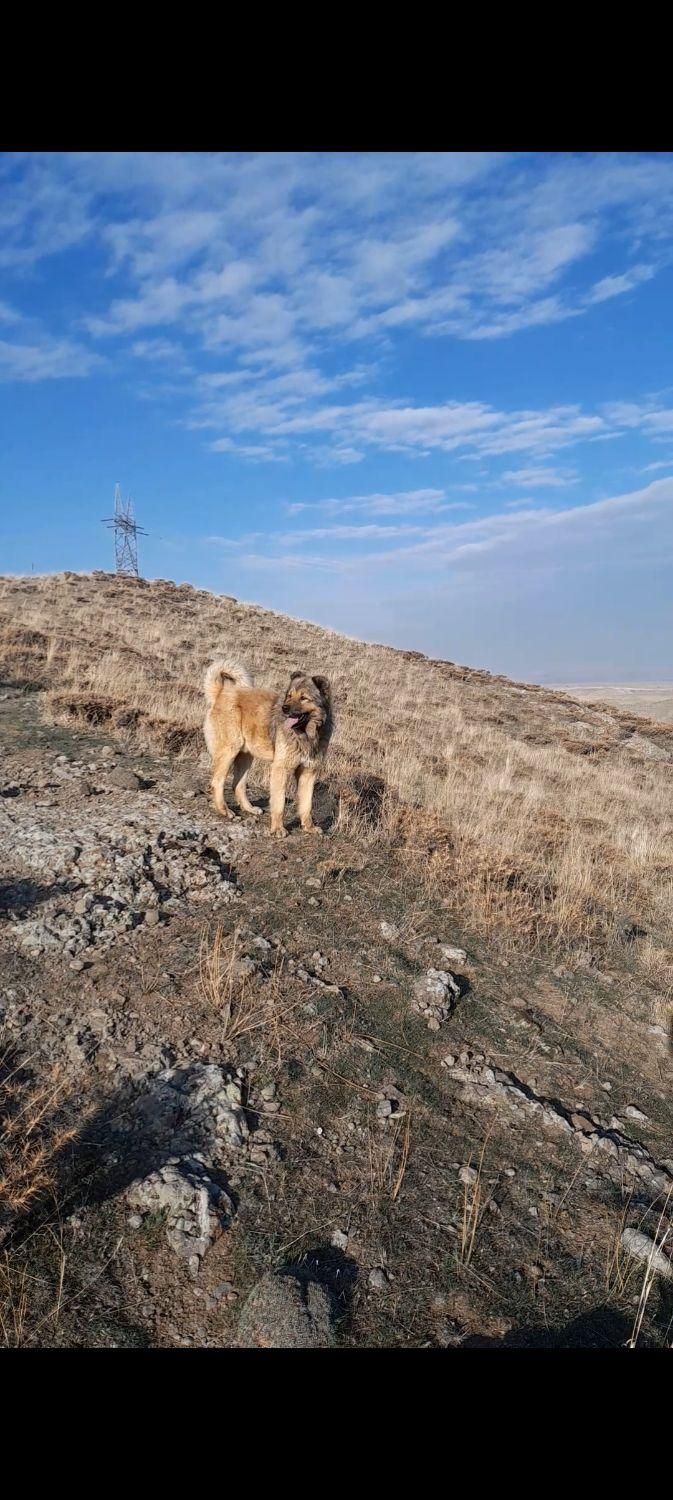 سگ سرابی گله|حیوانات|اردبیل, |دیوار