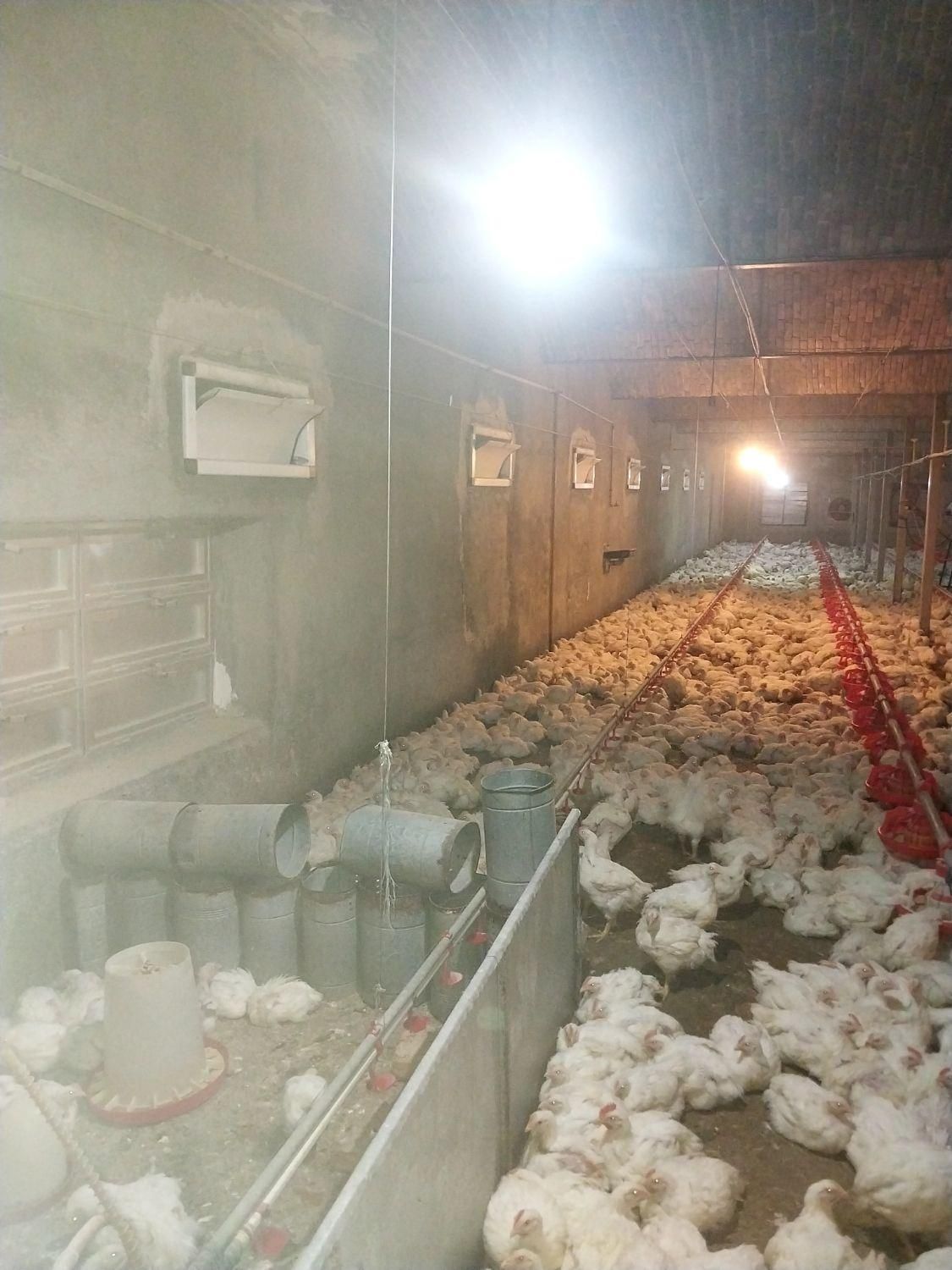 کود مرغ گوشتی|خدمات باغبانی و درختکاری|نیشابور, هفده شهریور|دیوار