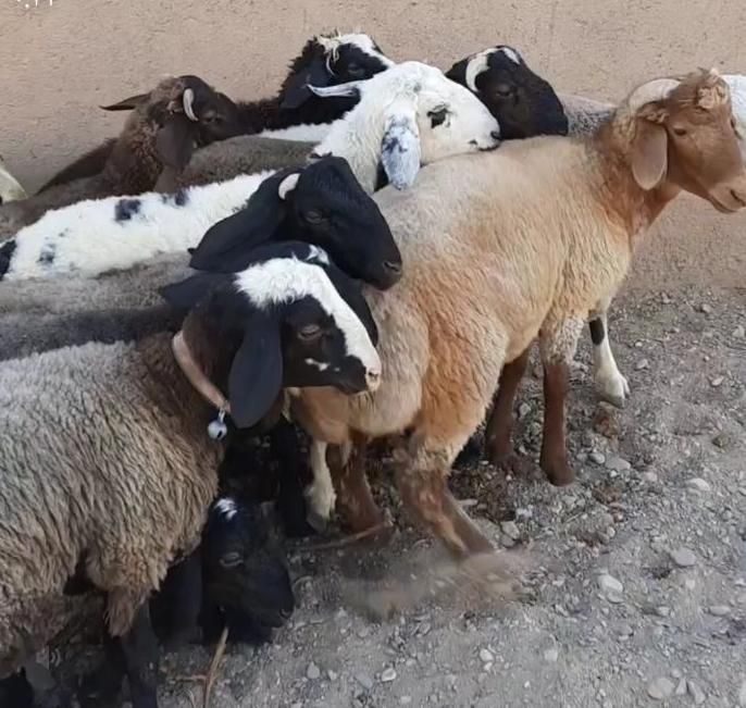 ثبت سفارش گوسفند زنده تحویل در محل سرساعت|حیوانات مزرعه|کرج, مهرویلا جنوبی|دیوار