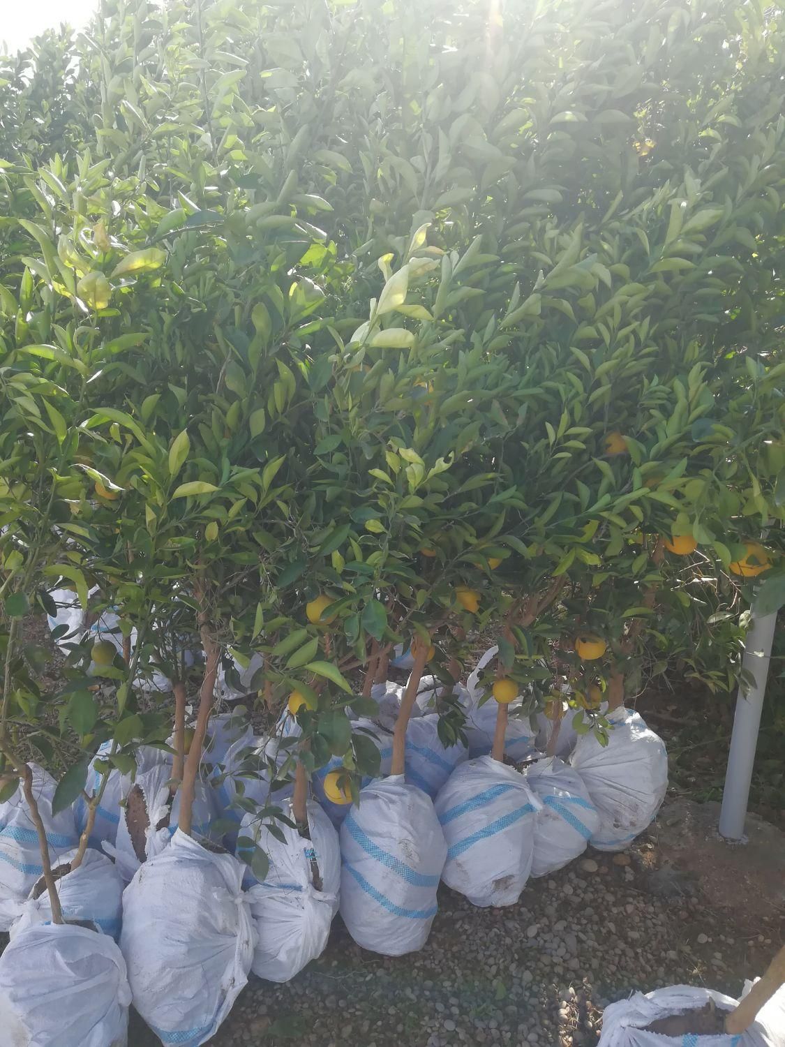 فروش انواع نهال گرمسیری مثمر و غیر مثمر|خدمات باغبانی و درختکاری|بوشهر, |دیوار