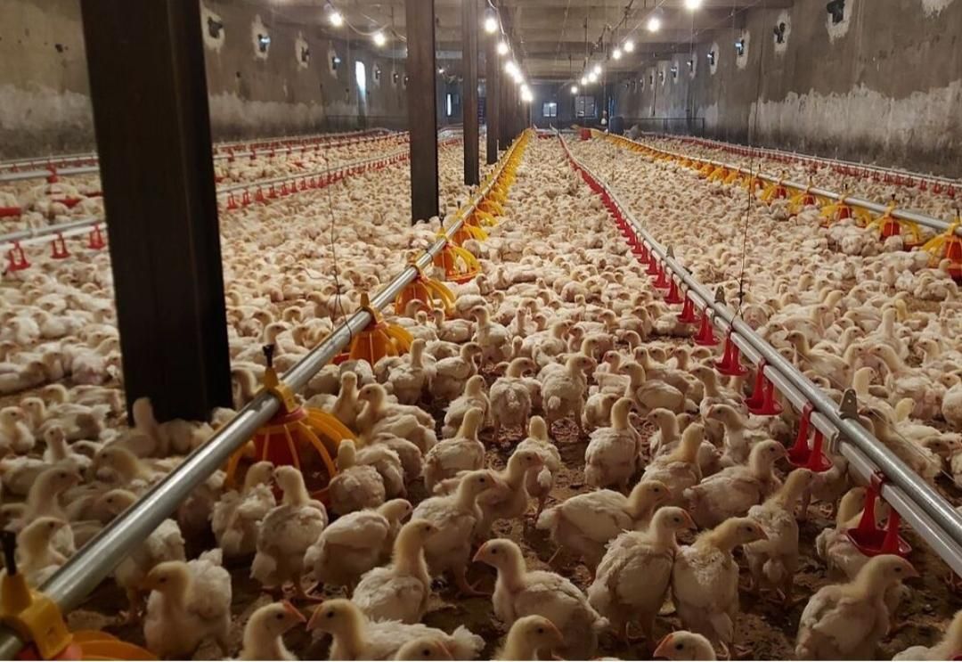 بلدرچین وبلک وکاکلی پامشکی جوجه گوشتی|حیوانات مزرعه|ایلام, |دیوار