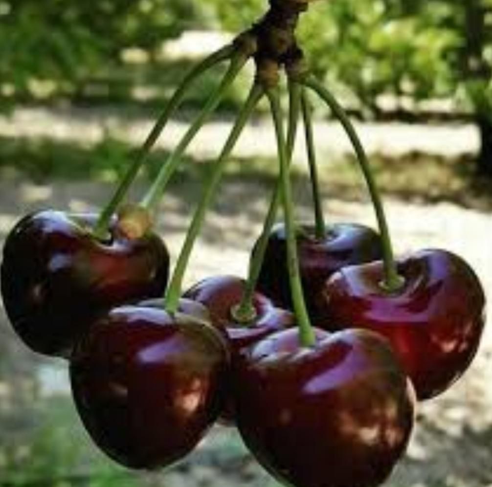 نهال گیلاس چهار ساله سطلی بار دهی کرده کاشت الان|خدمات باغبانی و درختکاری|زنجان, |دیوار