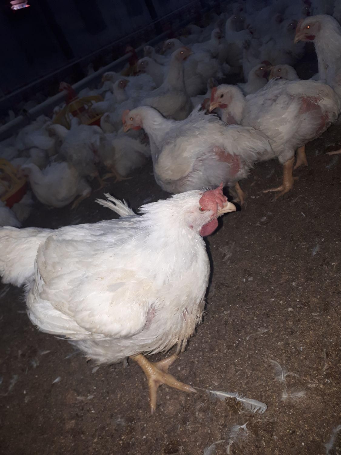 کود مرغ گوشتی|خدمات باغبانی و درختکاری|نیشابور, هفده شهریور|دیوار