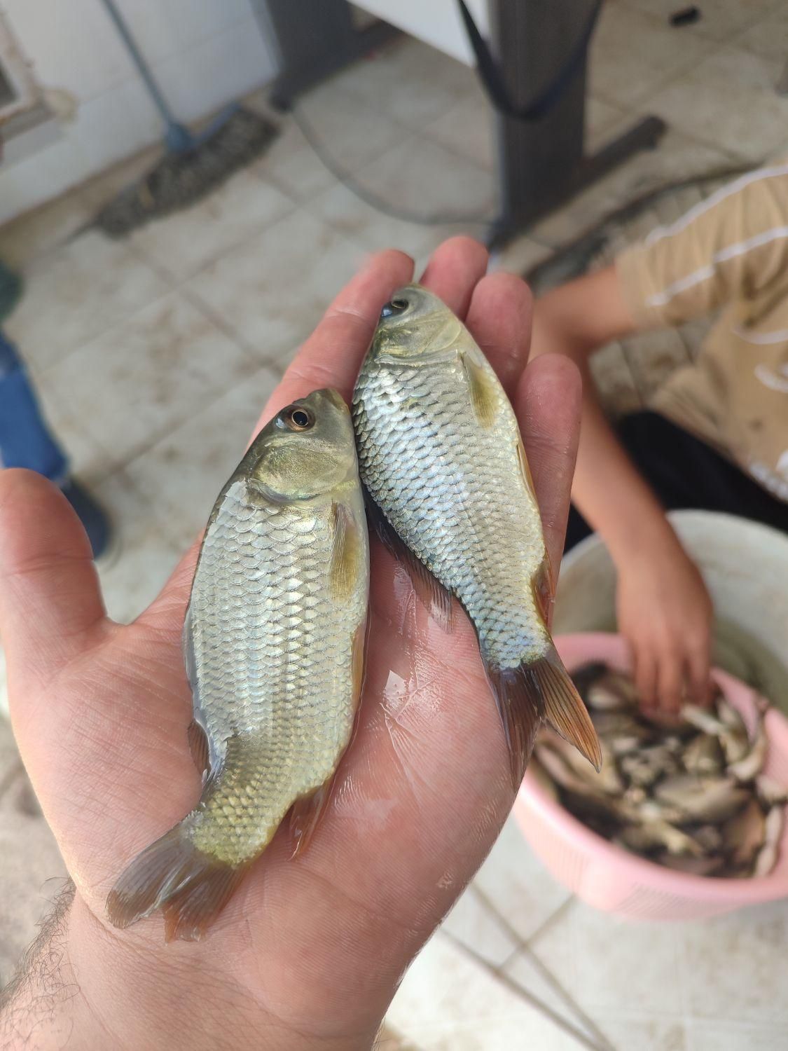 ماهی کپور مجار فیتوفاگ آمور|ماهی|صفادشت, |دیوار