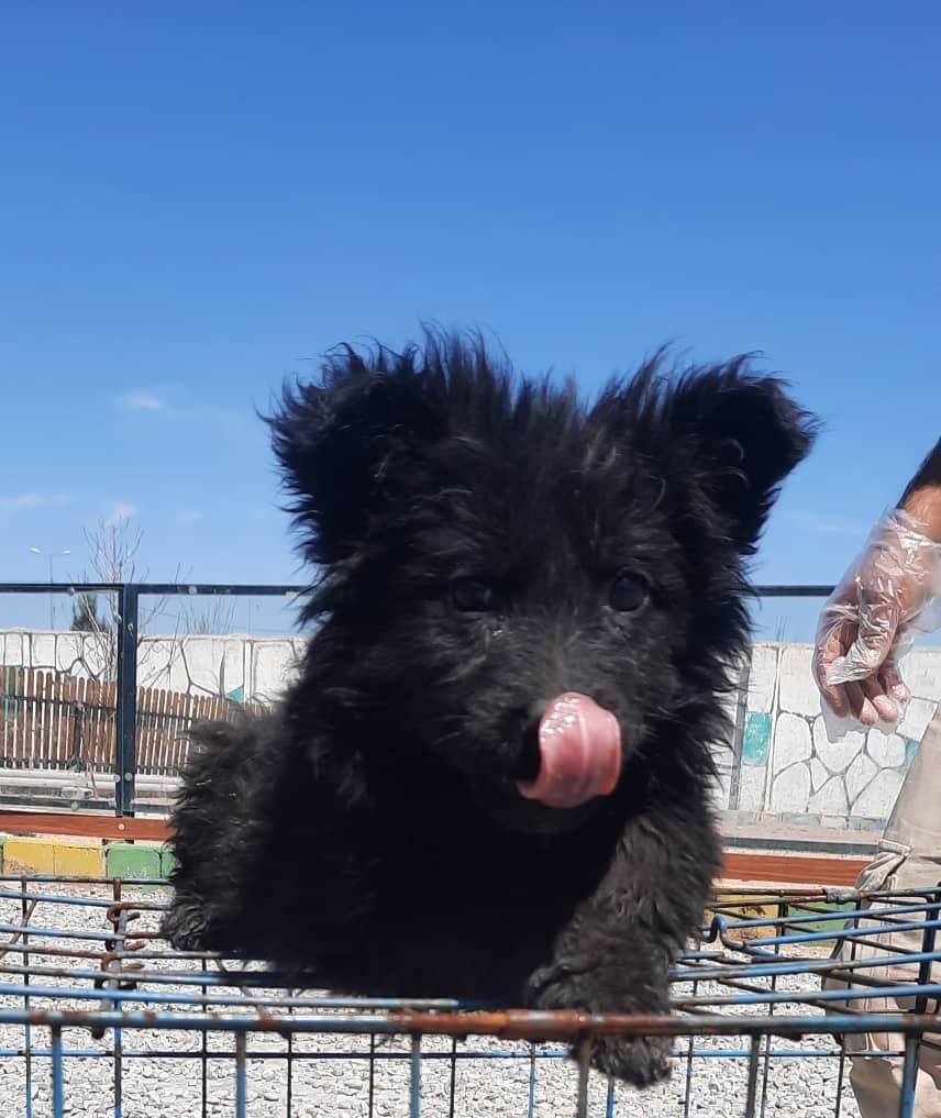 پرورش ژرمن- رتوایلر -دوبرمن و کنکورسو ۶۰ روزه|سگ|اهواز, کیانپارس |دیوار