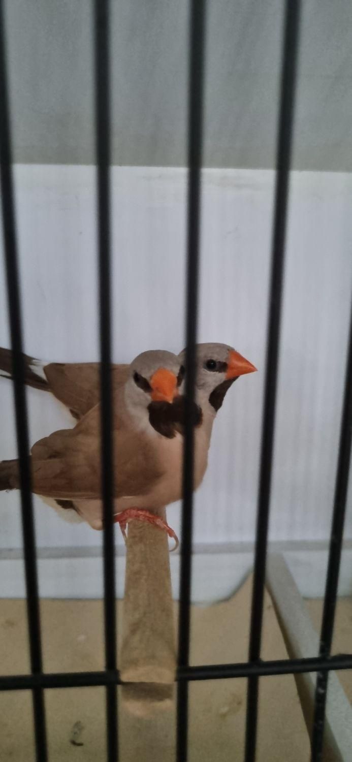 فنچ کرواتی شکلاتی و آلبینو (سفید )|پرنده|کاشان, |دیوار