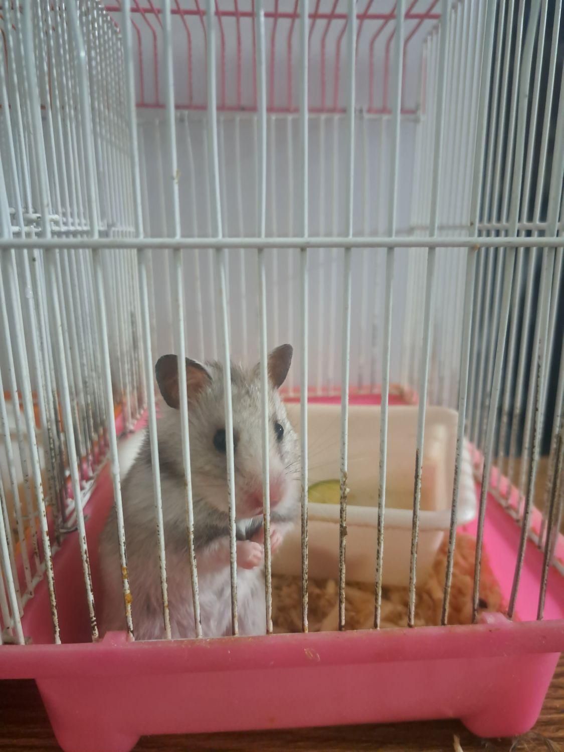 همستر ماده سوری Syrian hamster + قفس|موش و خرگوش|تهران, نعمت‌آباد|دیوار