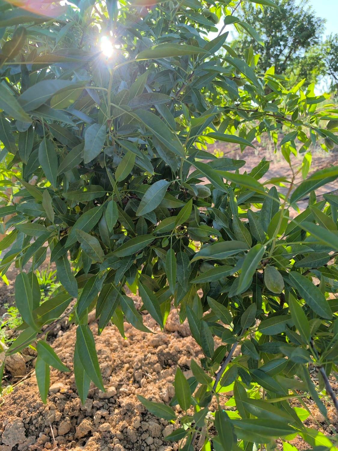 زمین کشاورزی دارای درختان میوه|فروش زمین و ملک کلنگی|اصفهان, آزادگان|دیوار