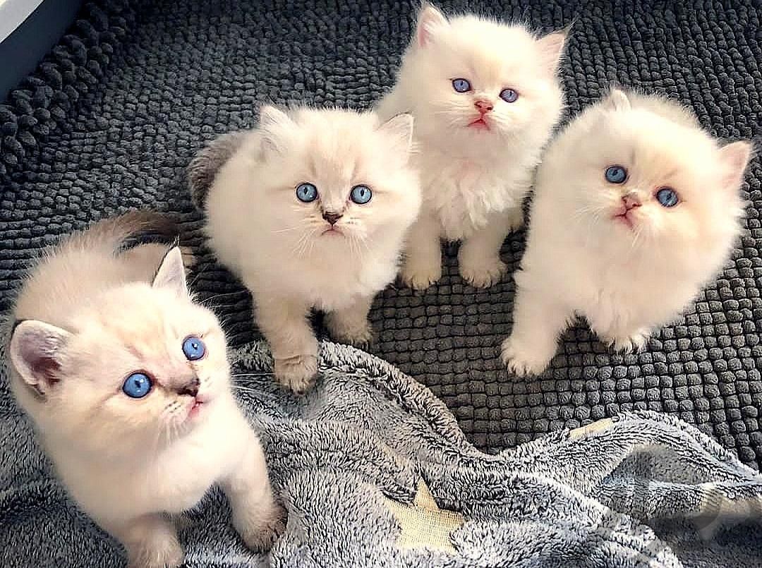 مجموعه گربه های نژاد دار اصیل وارداتی|گربه|تهران, فرحزاد|دیوار