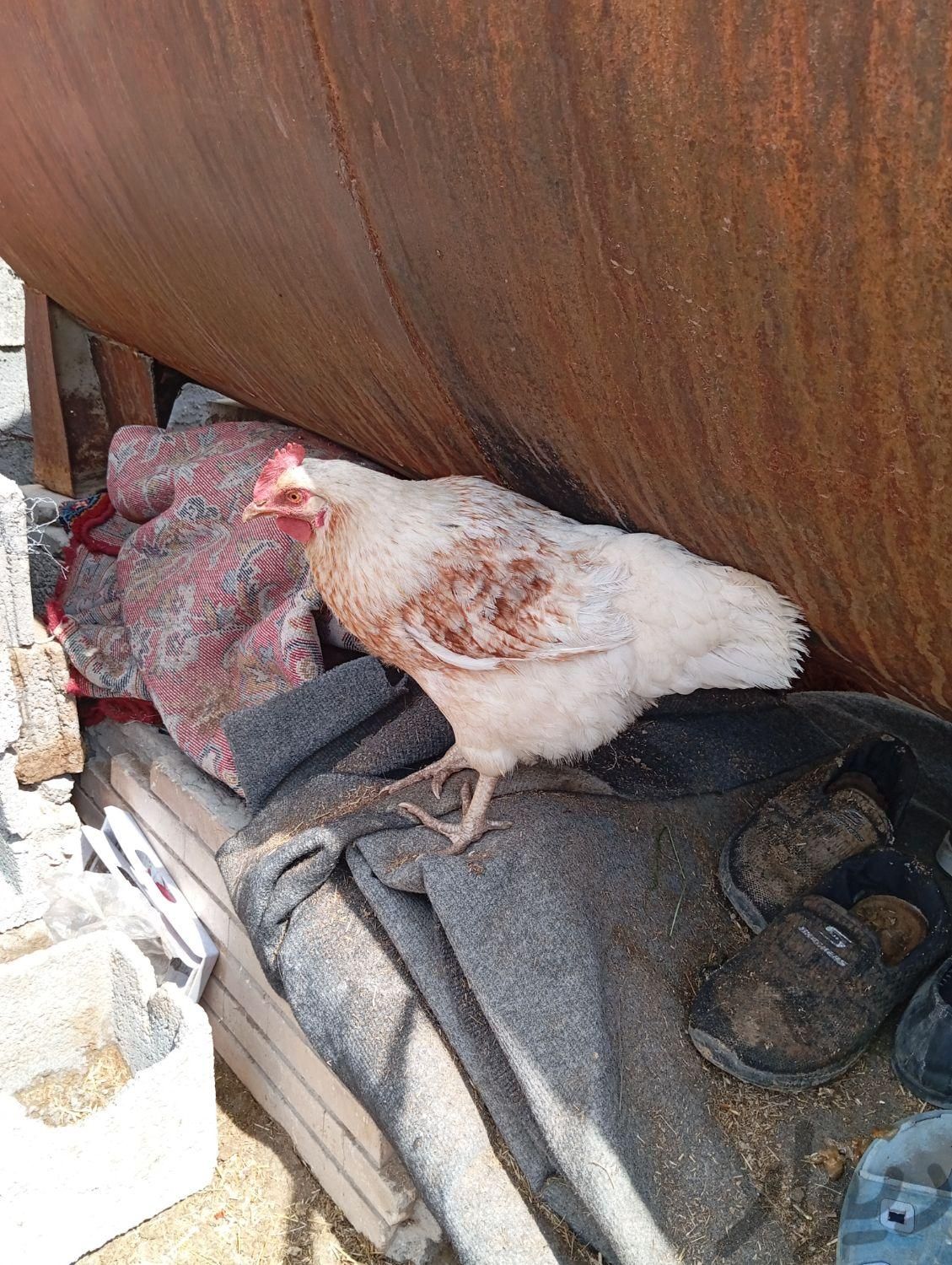 مرغ تخمگذار|حیوانات مزرعه|اصفهان, زینبیه|دیوار