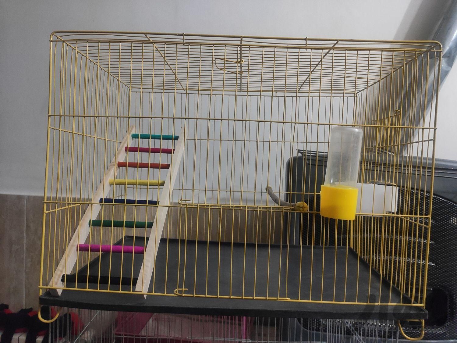 قفس عروس هلندی طوطی مرغ عشق فنج قناری|لوازم جانبی مربوط به حیوانات|کرج, مارلیک|دیوار