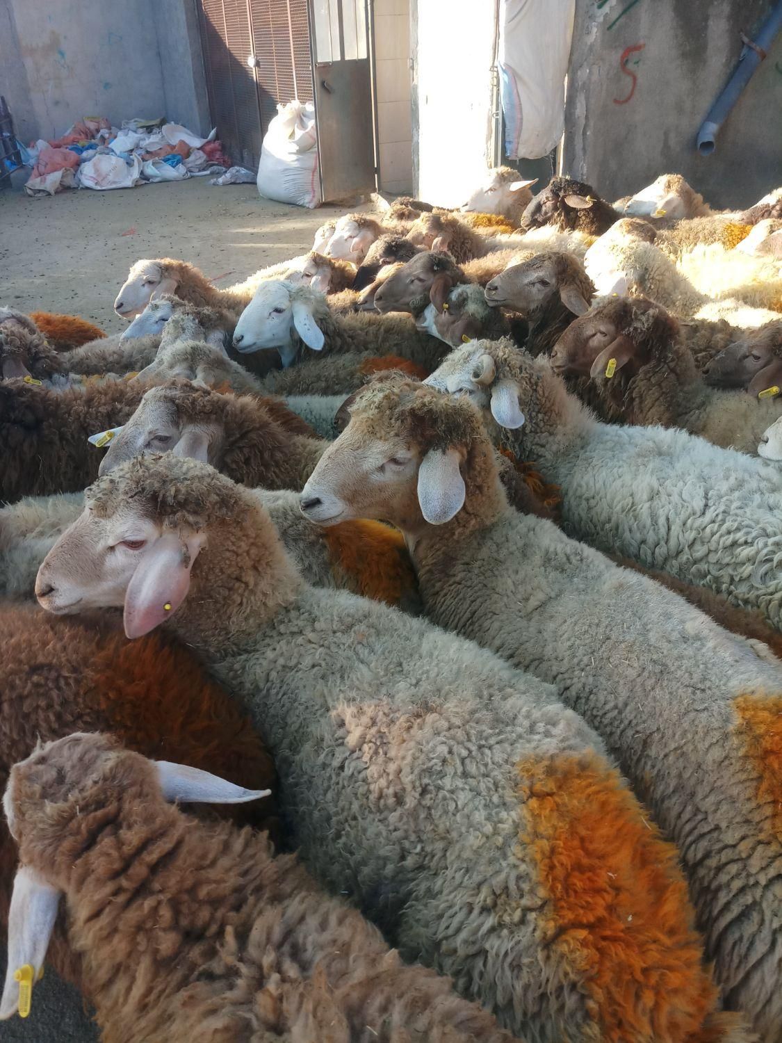 شاهین ویلا گوسفند باغستان گوهردشت گلشهرکل کرج زنده|حیوانات مزرعه|کرج, شاهینویلا|دیوار