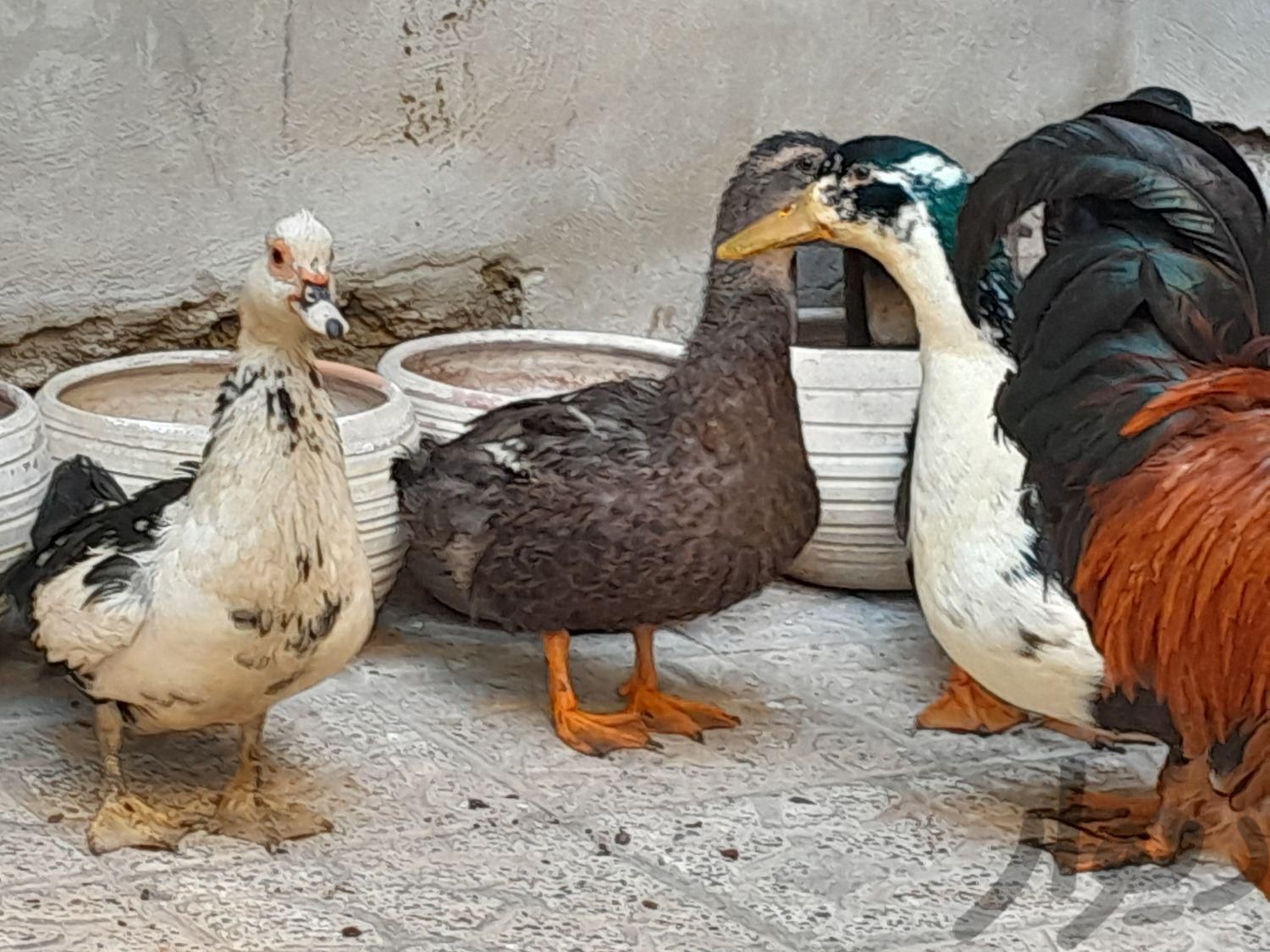 ارد اسرائیلی و اردک محلی|حیوانات مزرعه|قرچک, |دیوار