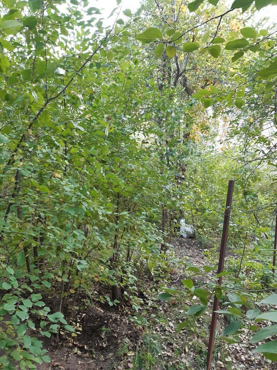 زمین سند دار در جاده چالوس|فروش زمین و ملک کلنگی|آسارا, |دیوار