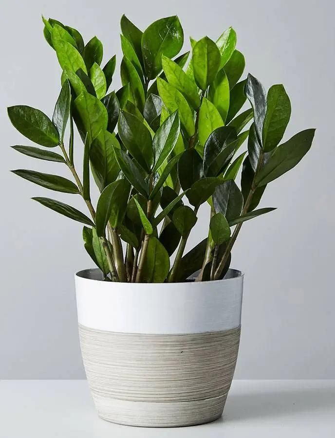 کاغذ و کتاب بیار گل و گلدان ببر|گل و گیاه طبیعی|کرمان, |دیوار