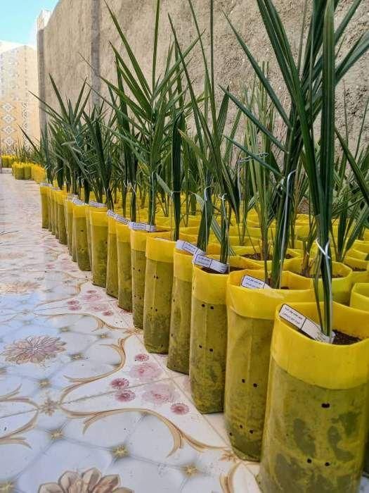 پاجوش نهال مجول خرما|خدمات باغبانی و درختکاری|بهبهان, |دیوار