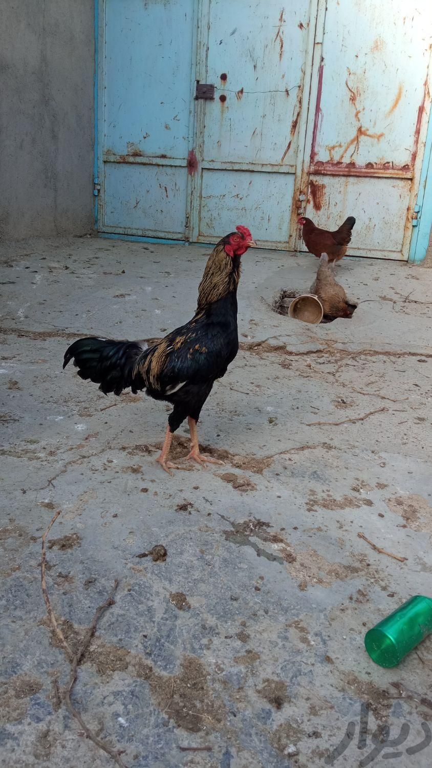 خروس جوان ده ماهه|حیوانات مزرعه|اسدآباد, |دیوار