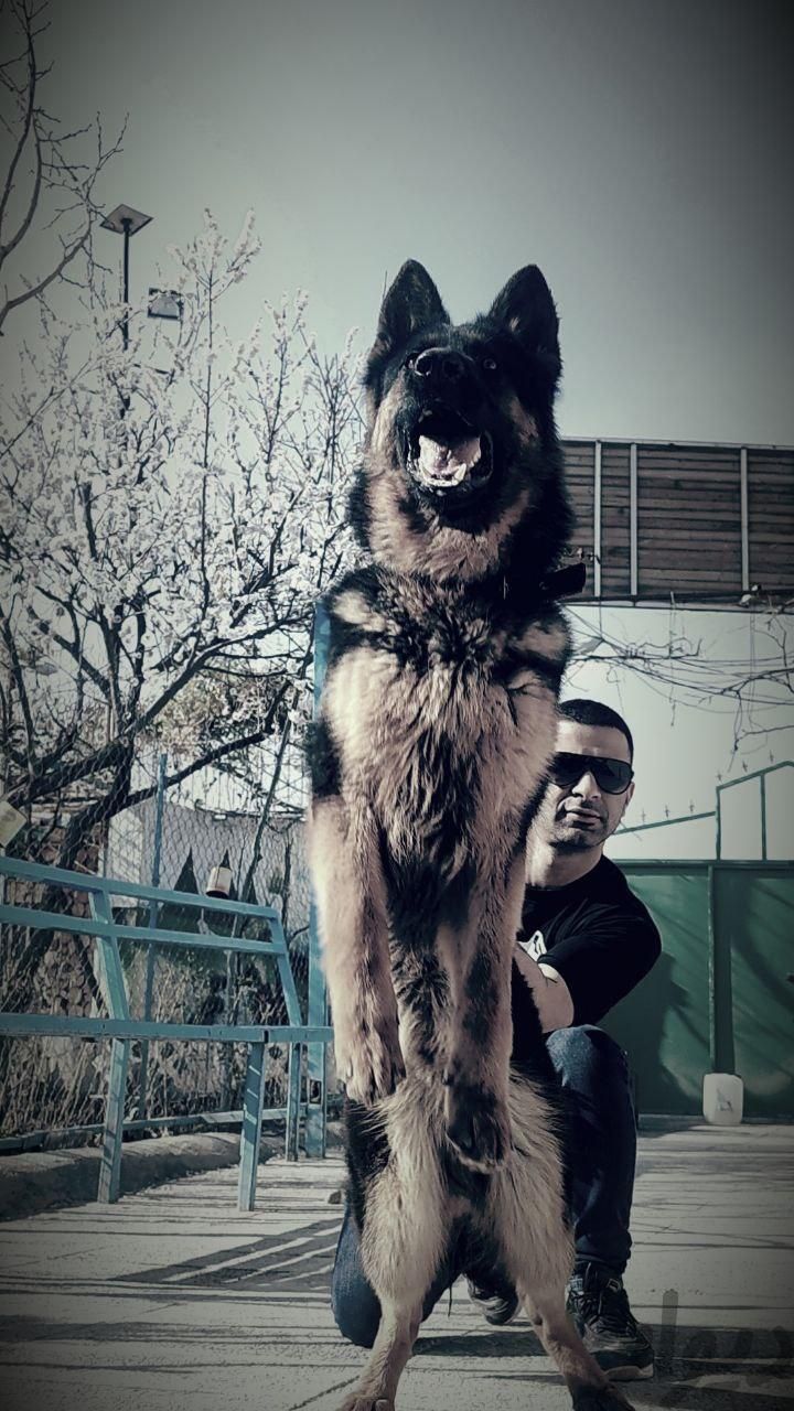 بلک ژرمن مو بلند ژرمنشپرد دو رنگ|سگ|تهران, استخر|دیوار