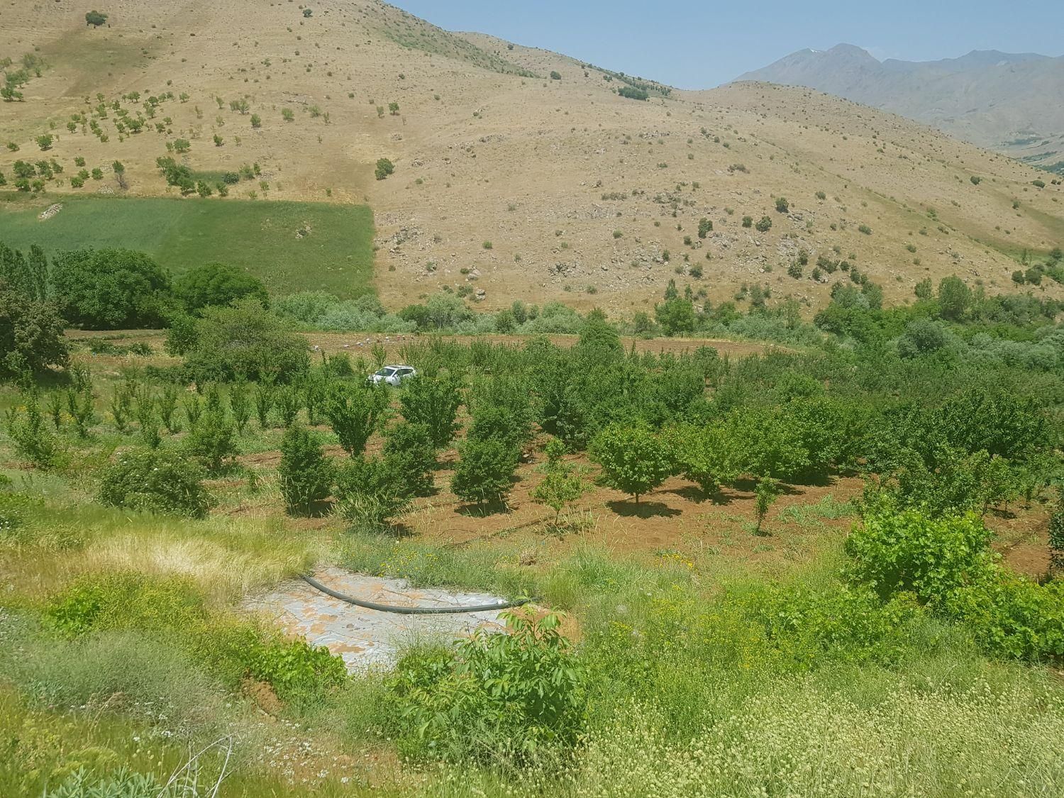 باغ مثمر وزمین کشاورزی به مساحت۴۶۰۰۰متر|فروش دفتر صنعتی، کشاورزی، تجاری|کرمانشاه, |دیوار