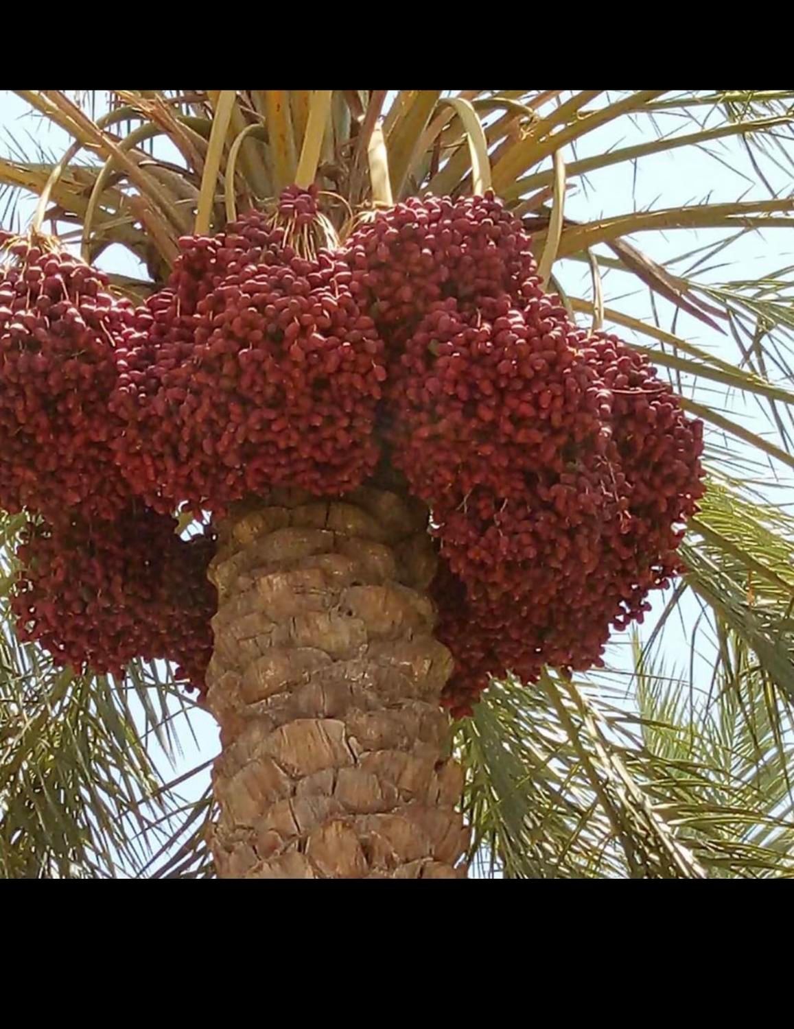 نخلستان با|فروش دفتر صنعتی، کشاورزی، تجاری|مشهد, احمدآباد|دیوار