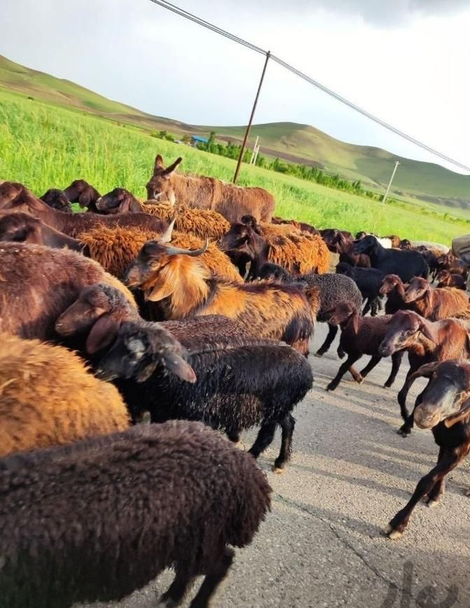 گوسفند ییلاقی چاق زنده مناسب برای کشتار وقربانی|حیوانات مزرعه|شهریار, |دیوار