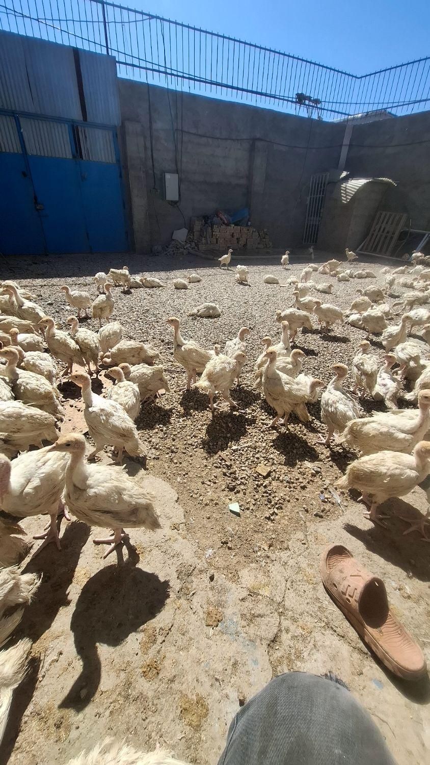 جوجه بوربون برنز بیوتی|حیوانات مزرعه|اصفهان, قهجاورستان|دیوار