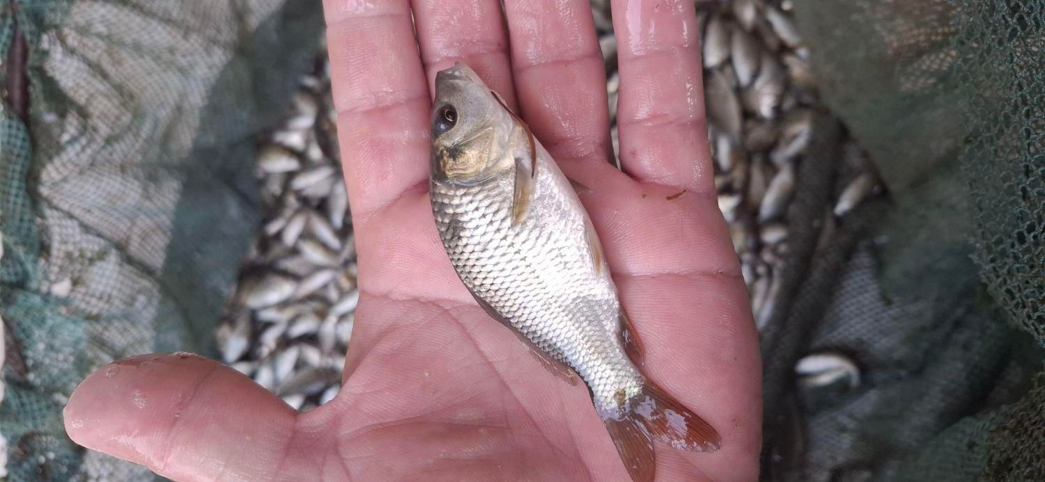 بچه ماهی کپور فیتوفاک وامور|ماهی|اراک, |دیوار