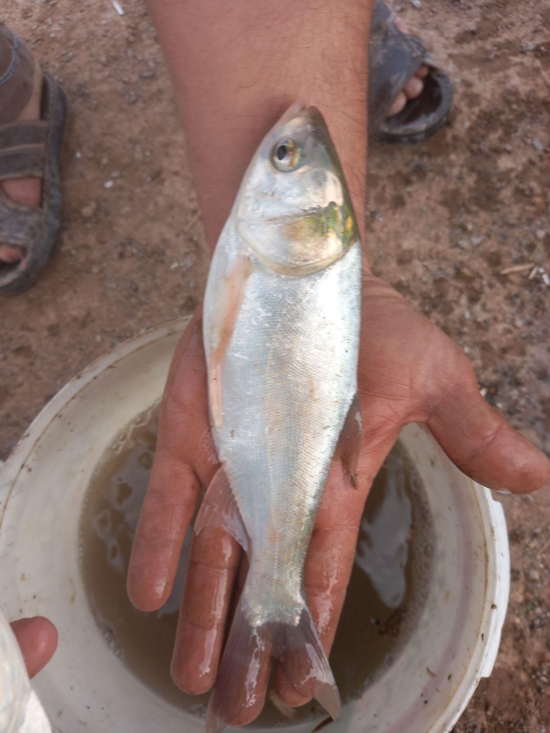 بچه ماهی کپور فیتوفاک وامور|ماهی|اراک, |دیوار