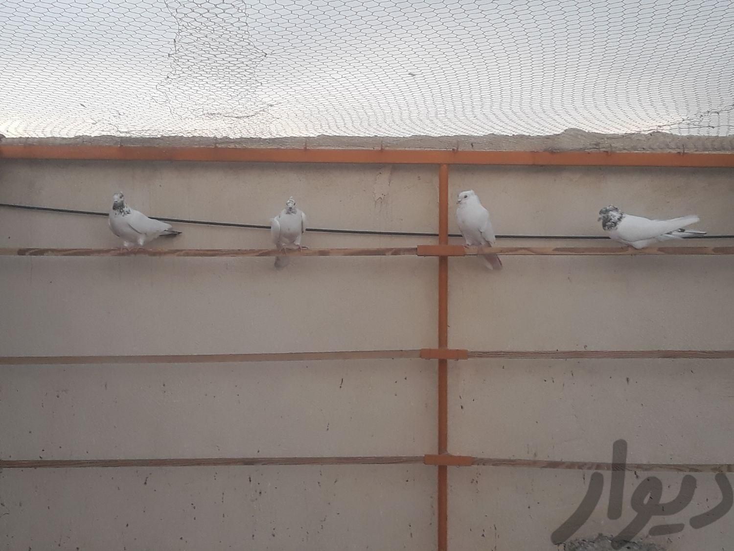 تعداد ۴ کبوتر|پرنده|کهریزک, |دیوار