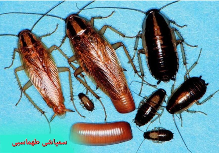سمپاشی سوسک ساس-پاکدشت ورامین قرچک فرون آباد|خدمات نظافت|پاکدشت, |دیوار