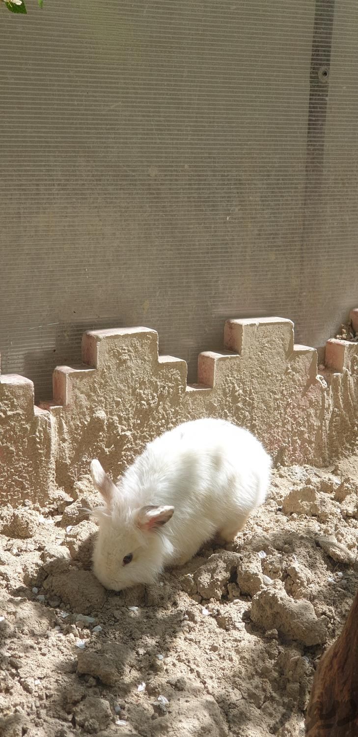 خرگوش لوپ سفید|موش و خرگوش|صفادشت, |دیوار