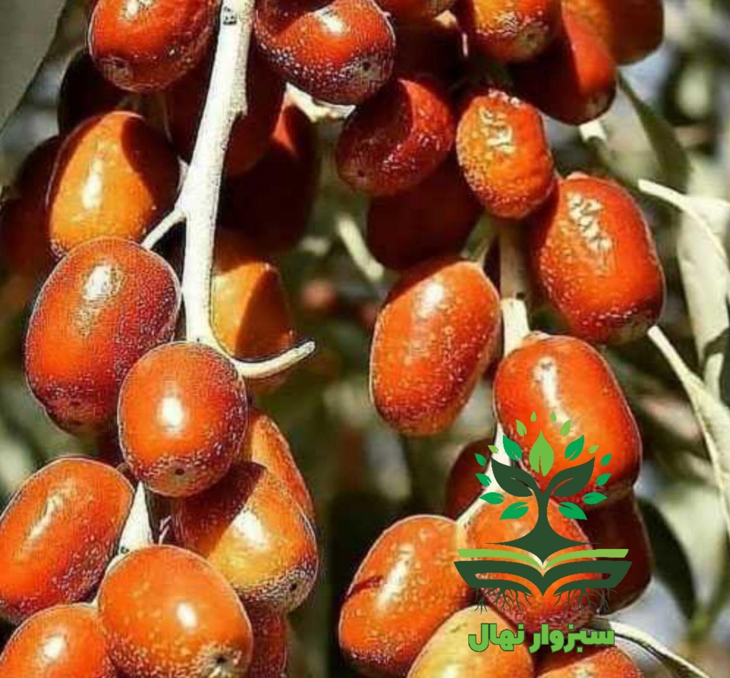 نهال درخت سنجد|گل و گیاه طبیعی|سبزوار, کهنه آب|دیوار