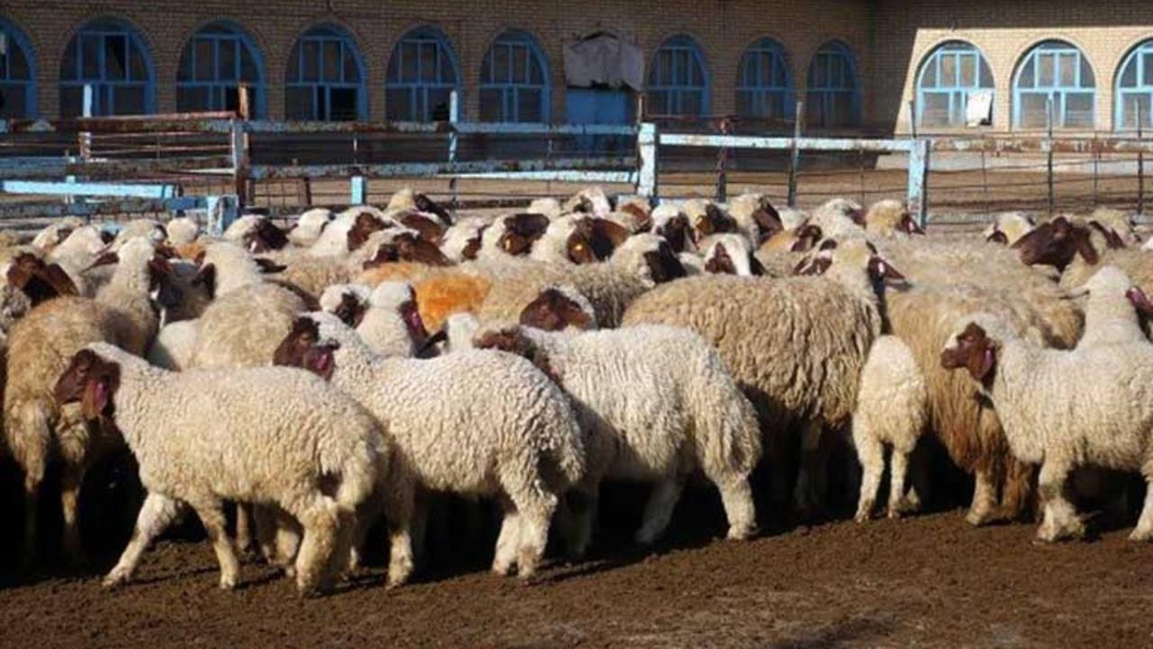 گوسفند پلاک دار و بهداشتی برای تمامی مجالس و .|حیوانات مزرعه|کرج, مهرویلا جنوبی|دیوار