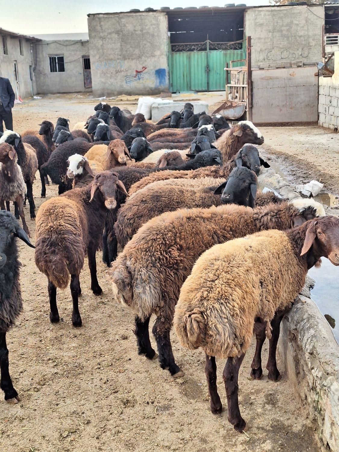 گوسفند زنده ییلاق ارگانیک نژاد گوشتی برای قربانی|حیوانات مزرعه|کرج, گوهردشت|دیوار
